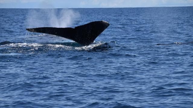 Drake Bay - Excursion d'observation des baleines et des dauphins - Photo 4 (Gallery view)