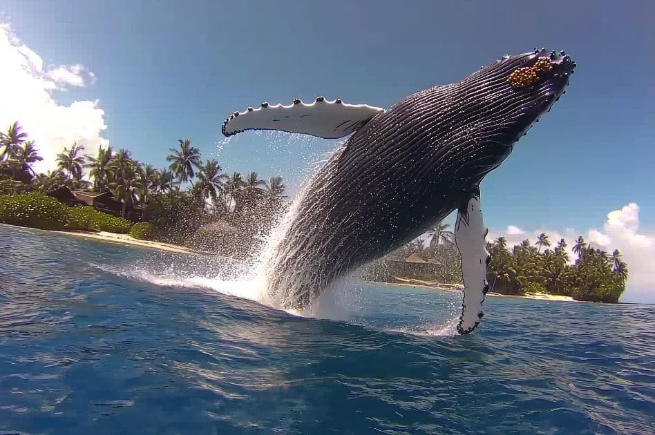Humpback Whale Watching Experience in Samaná Bay – Half Day Tour From Miches Private - Photo 5 (Gallery view)