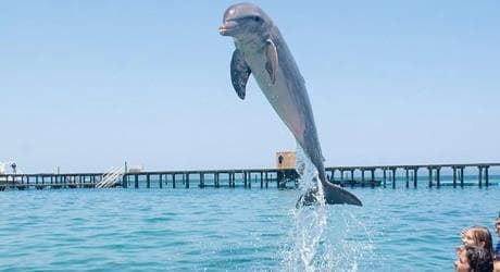 Punta Cana Dolphin Adventure: 40-Minute Interaction - Photo 3 (Gallery view)
