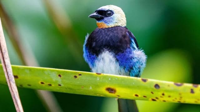Puerto Limón: Tortuguero Canals Boat & Maratopia Garden Tour - Photo 2 (Gallery view)