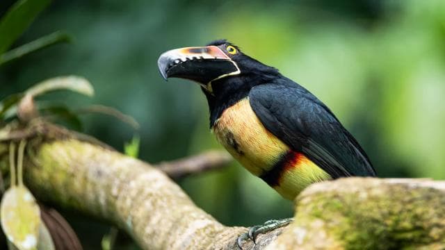 La Fortuna:Butterflies, birds, sloths and Trails Guided Tour - Dominican Republic