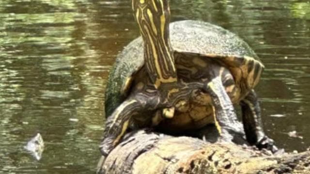 Nationalpark Tortuguero: Kajaktour mit Guide - Photo 5 (Gallery view)