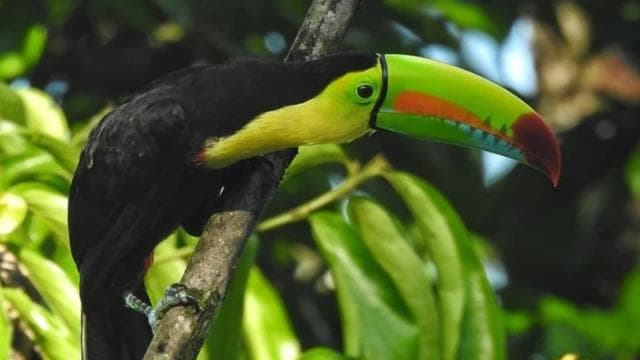La Fortuna: Rainforest Nature Hike with Guide - Photo 3 (Gallery view)