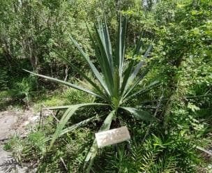 Bayahibe: Dschungelwanderung im Nationalpark und Schnorcheln in Cenoten - Photo 5 (Gallery view)