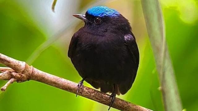 Manuel Antonio Park Guided Tour - Admission Ticket Included - Photo 4 (Gallery view)