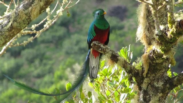 Quetzal: Costa Rica Birdwatching Eksperyans - Los Quetzales - Photo 5 (Gallery view)