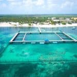 Delfinschwimmen in Punta Cana – Beste 60-minütige Delfinentdeckung - Photo 5 (Gallery view)