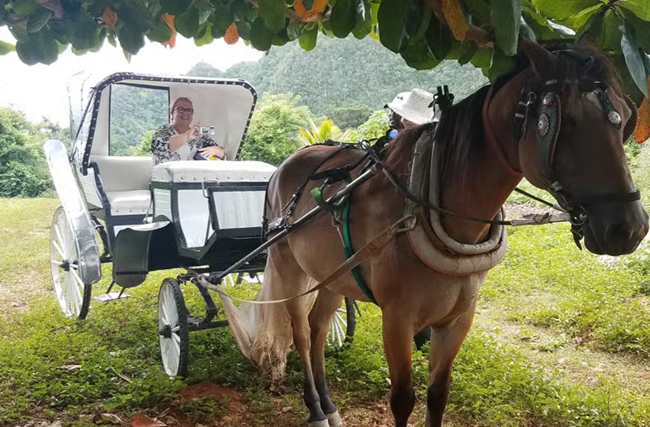 Viñales Valley Carriage Ride - Photo 5 (Gallery view)
