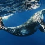Whale Watching + Cayo Levantado Freedom - Dominican Republic