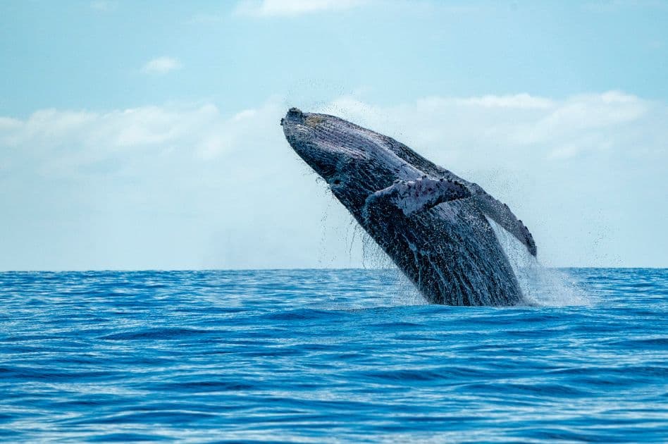 Humpback Whale Watching Experience in Samaná Bay – Half Day Tour From Miches Private - Photo 4 (Gallery view)