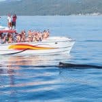 Samana: Bay of Samana Whale Watching Experience - Dominican Republic