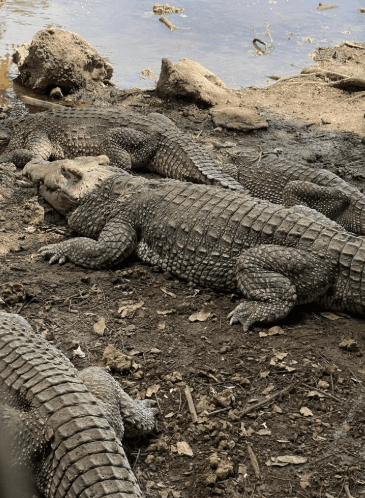 Guama and Hatiguanico River Trip - Photo 2 (Gallery view)