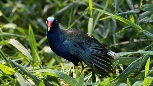 Tortuguero: Tour to the Canals in Tortuguero National Park - Photo 3 (Gallery view)