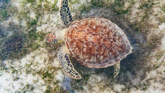 San Juan: Beginner Snorkeling Tour with Turtles and Videos - Photo 5 (Gallery view)