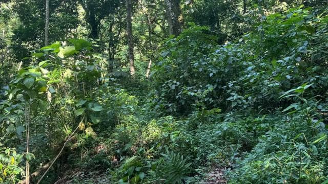 Caguas: cascadă și aventură în peșteră - Photo 3 (Gallery view)