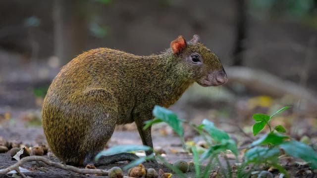 Rincón de la Vieja Rainforest Wildlife Night Tour - Photo 2 (Gallery view)