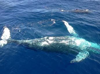 Samana: Whale Watching Tour - Photo 5 (Gallery view)
