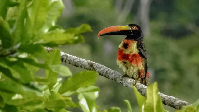 Costa Rica: esperienza di birdwatching con un professionista. - Photo 2 (Gallery view)