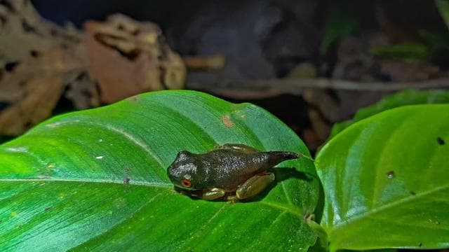 Monteverde: tour del caffè e del cioccolato con escursione notturna - Photo 3 (Gallery view)