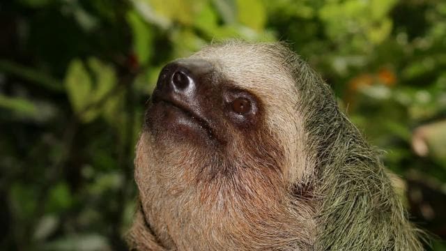 La Fortuna: Private tour Arenal Volcano - Photo 2 (Gallery view)