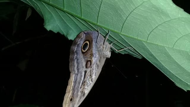 Manzanillo: Night hike in the forest - Photo 5 (Gallery view)