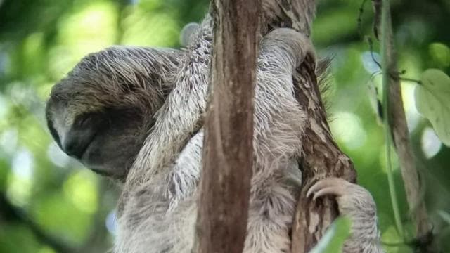 La Fortuna: Rehberli Bogarin Yolu Tembellik İzleme Turu - Photo 2 (Gallery view)