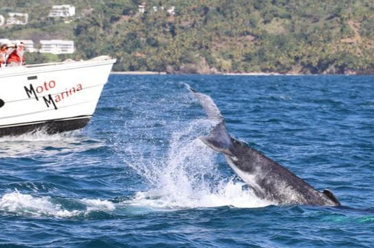 Samana: Bay of Samana Whale Watching Experience - Dominican Republic