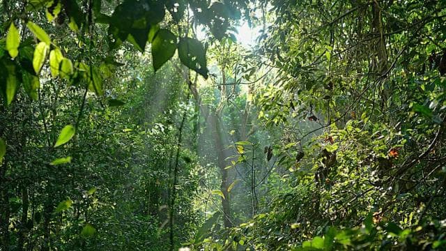 Parco Nazionale del Corcovado: Tre Giorni e Due Notti Corcovado - Photo 4 (Gallery view)