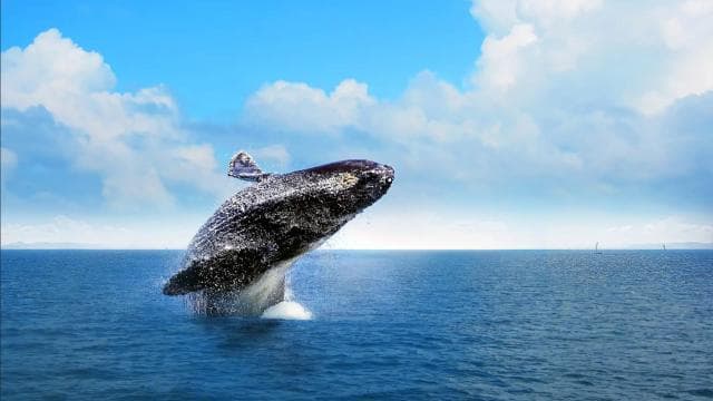 Miches : Private Whale Watching Samana bay - Photo 2 (Gallery view)