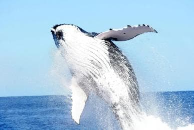 Punta Cana: Samana Whale Watching, Cayo Levantado & Lunch - Dominican Republic