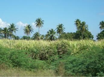 Cabarete: 2-Person Dominican Countryside Buggy Tour - Dominican Republic
