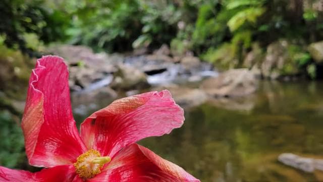From San Juan: El Yunque Rainforest & Luquillo Kiosks Tour - Photo 4 (Gallery view)
