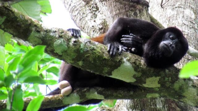 San Jose Costa Rica: Manuel Antonio National Park Tour - Photo 2 (Gallery view)