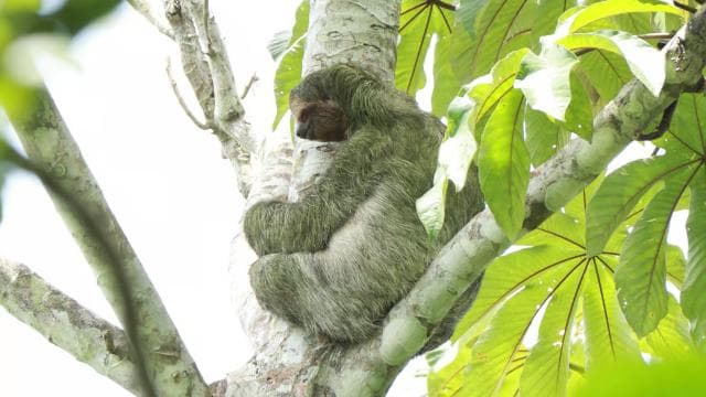La Fortuna-Breath Taking Sloth Tour & Tortilla Experience. - Dominican Republic
