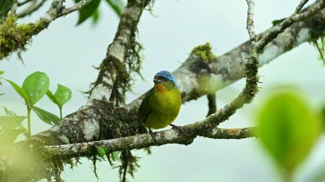 Plongez dans la magie de la forêt nuageuse de Monteverde - Photo 5 (Gallery view)