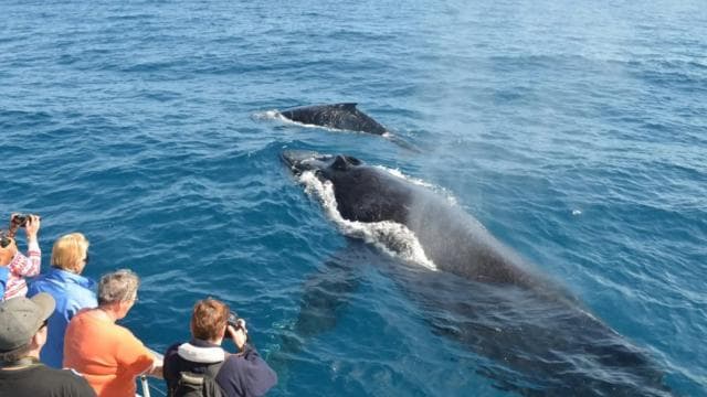 Miches : Private Whale Watching Samana bay - Photo 3 (Gallery view)