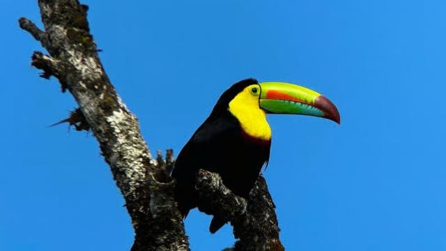 Monteverde: Cloud Forest Tour with a local Guide - Photo 2 (Gallery view)