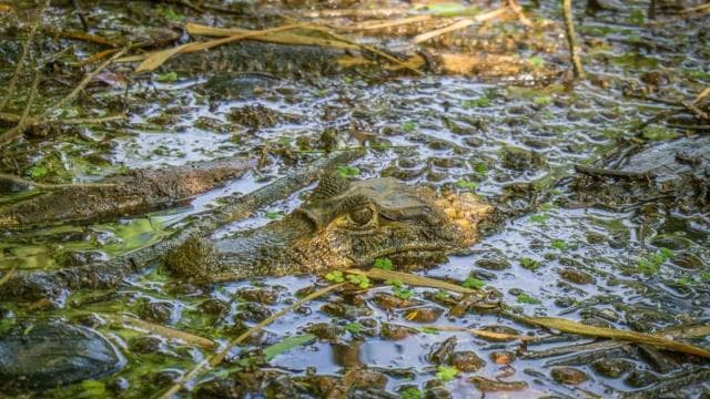 Tortuguero Ulusal Parkı: Tortuguero'da Yapılacak En İyi Şeyler - Photo 2 (Gallery view)