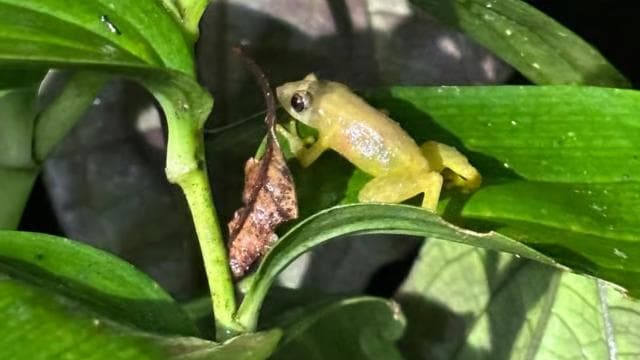 Monteverde: Nature walk in Curicancha Reserve - Photo 3 (Gallery view)