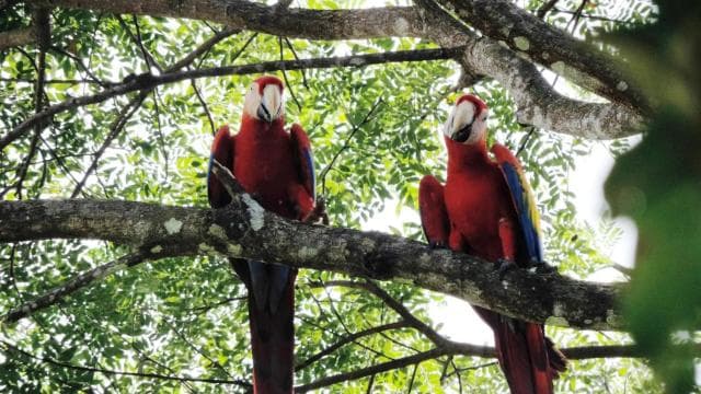 Manuel Antonio National Park Combo Tour from San Jose - Dominican Republic