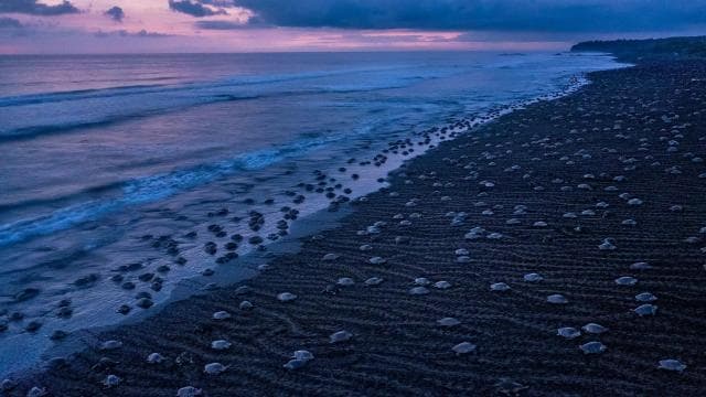 Kostarika: Státisíce morských korytnačiek Olive Ridley - Photo 2 (Gallery view)