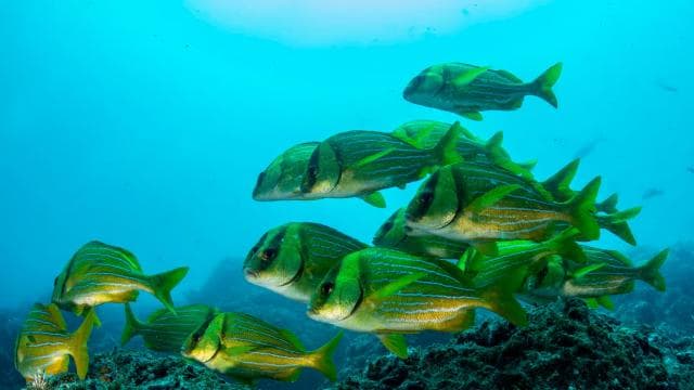 Guanacaste: Discover Scuba Dive Day in Papagayo Gulf - Dominican Republic