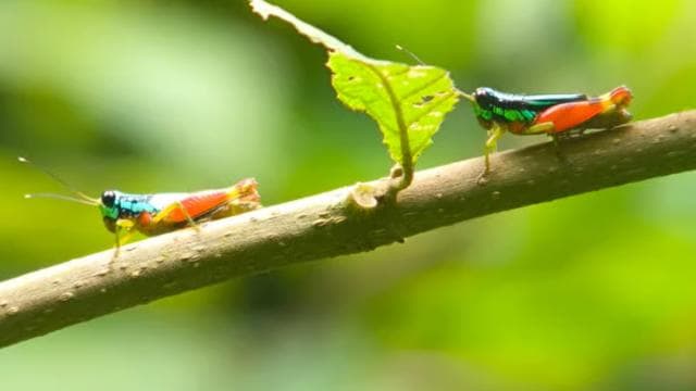 Manuel Antonio Park Guided Tour - Admission Ticket Included - Photo 2 (Gallery view)