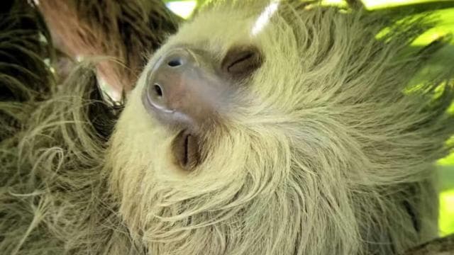 Manuel Antonio Park Guided Tour - Admission Ticket Included - Photo 5 (Gallery view)