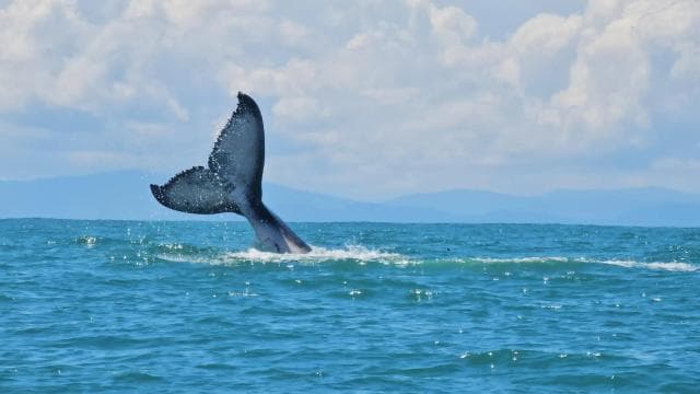 Marino Ballena National Park: Whale Watching Boat Tour - Photo 3 (Gallery view)