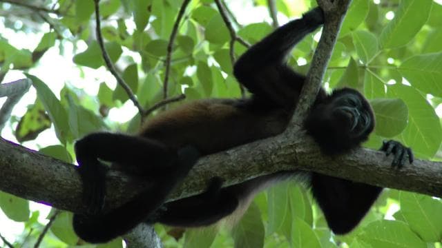 From Jaco: Full-Day Manuel Antonio National Park Tour - Photo 4 (Gallery view)