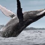 Whale Watching + Cayo Levantado Freedom - Dominican Republic