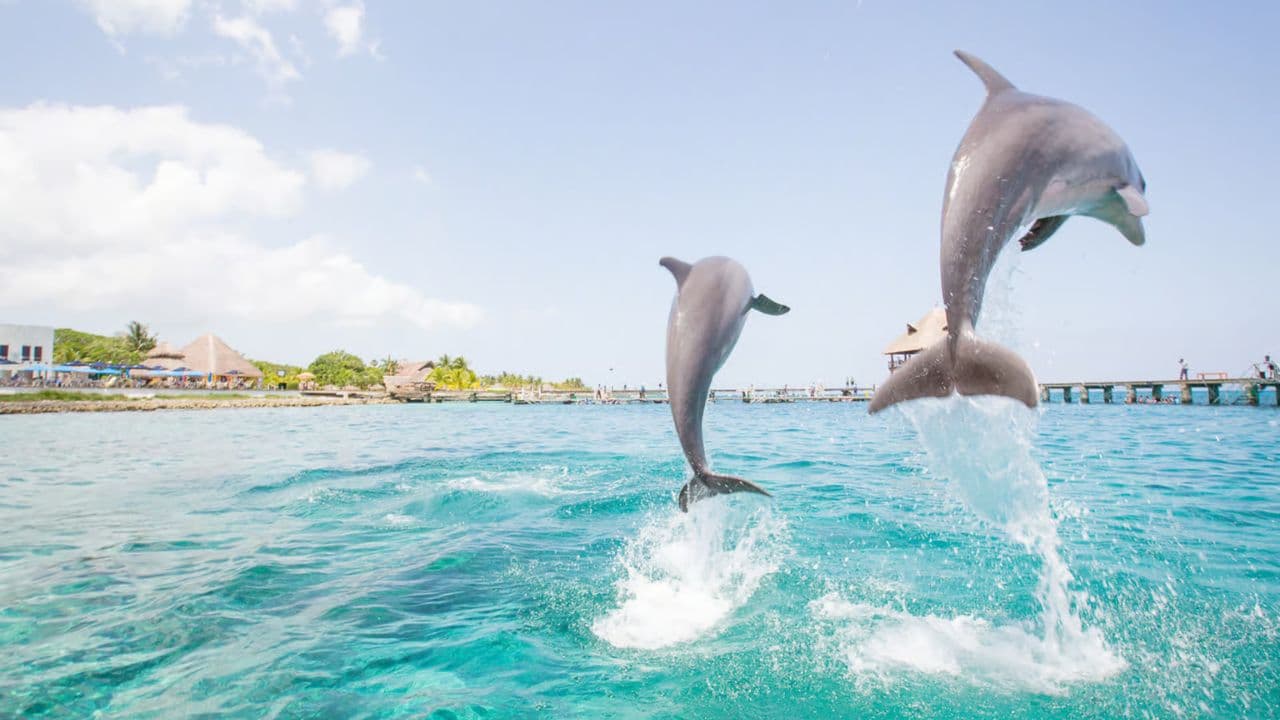 Punta Cana: Dolphin Discovery Swims and Encounters - Photo 4 (Gallery view)
