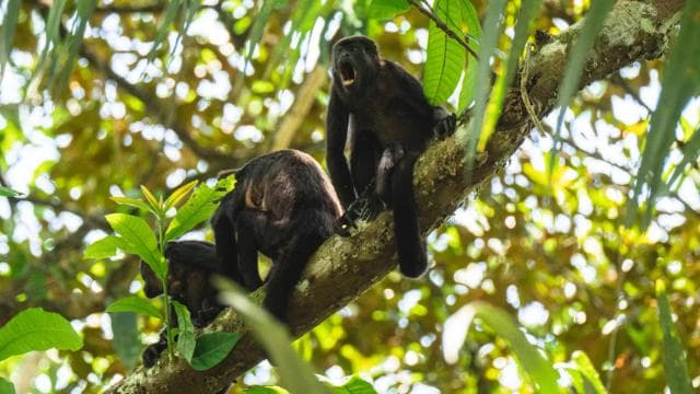Costa Rica: vezetett természettúra a Cahuita Nemzeti Parkban - Photo 3 (Gallery view)