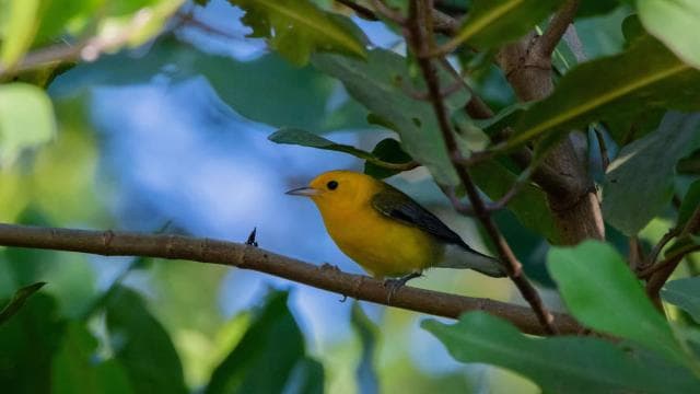 Tarcoles River: Jungle Crocodile Safari & Bird Watching Tour - Photo 4 (Gallery view)